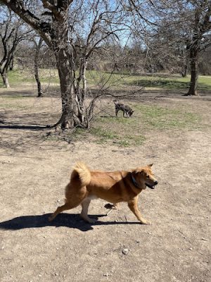 Onion Creek Doggy Park