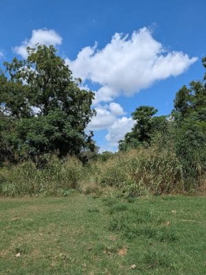 Onion Creek Doggy Park