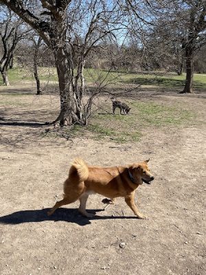 Onion Creek Doggy Park