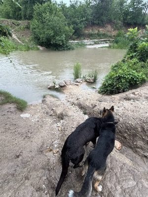 Onion Creek Doggy Park