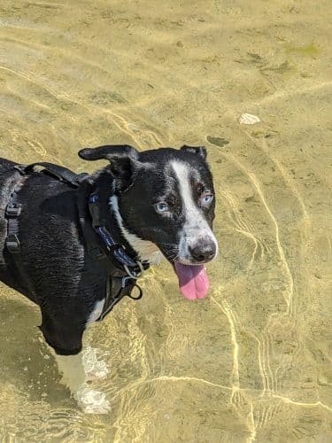 Onion Creek Doggy Park