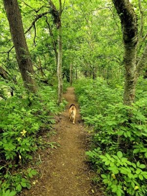 Onion Creek Doggy Park