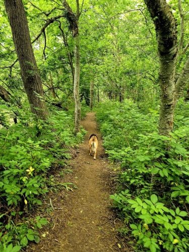 Onion Creek Doggy Park
