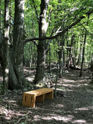 Sand Lake Walking Trail