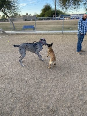 Friendship Dog Park