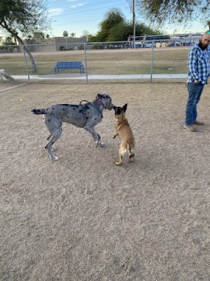 Friendship Dog Park