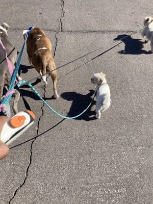 Friendship Dog Park