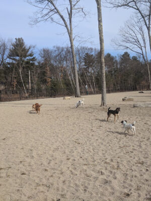 Ayer Dog Park