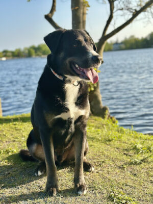 Babylon Village Dog Park (Argyle Lake)