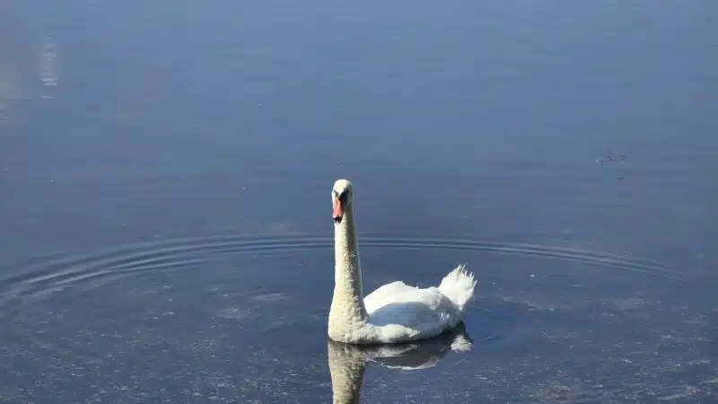 Southards Pond Park - Babylon, NY