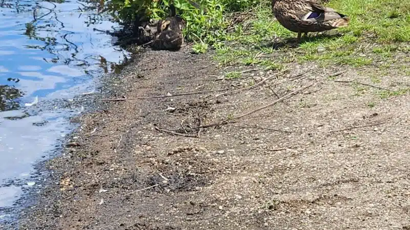 Southards Pond Park - Babylon, NY