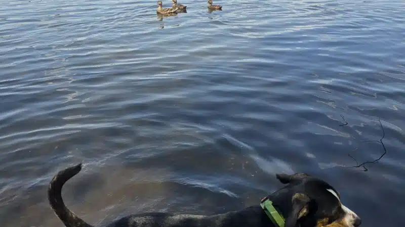 Southards Pond Park - Babylon, NY