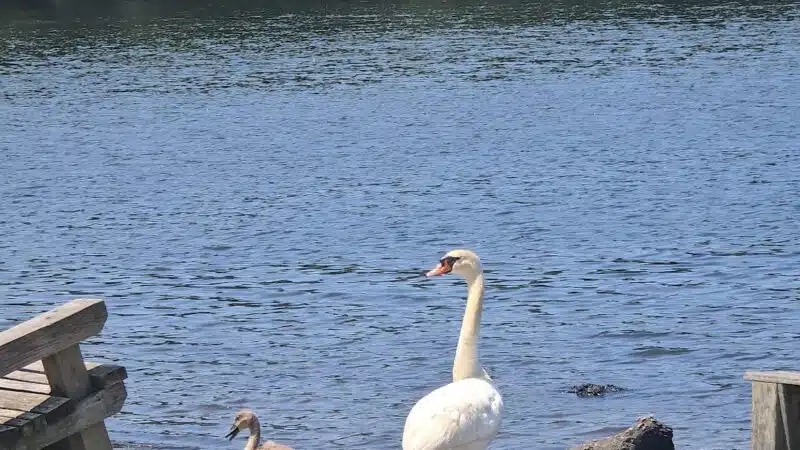 Southards Pond Park - Babylon, NY