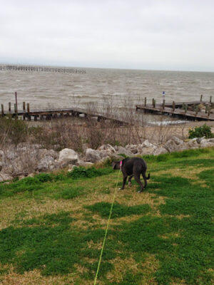 Bayshore Park