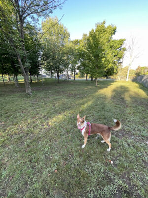 Captain Bailey's Dog Park