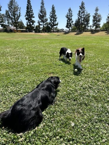 Centennial Dog Park - Bakersfield, CA