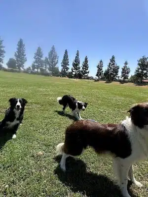 Centennial Dog Park - Bakersfield, CA