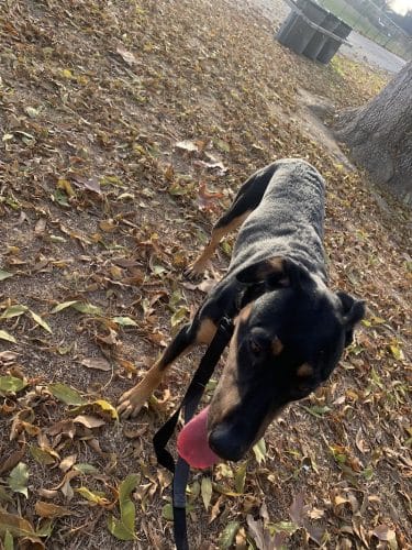 Centennial Dog Park - Bakersfield, CA