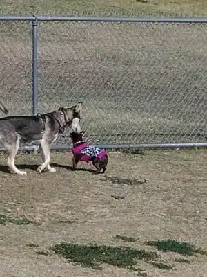 Dog Park - Bakersfield, CA