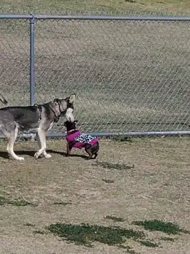 Dog Park
