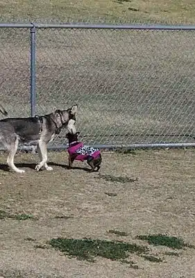 Dog Park - Bakersfield, CA