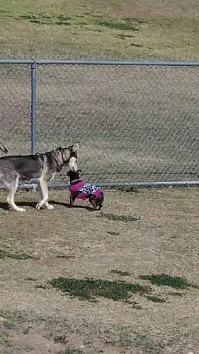 Dog Park