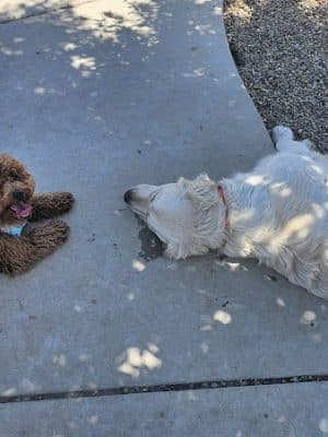 Highgate dog park - Bakersfield, CA