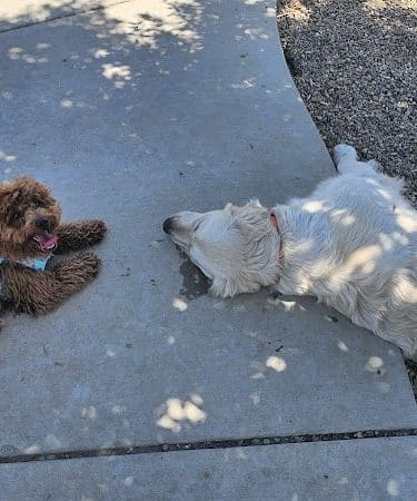 Highgate dog park - Bakersfield, CA