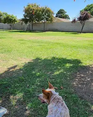 Krebs Dog Park - Bakersfield, CA