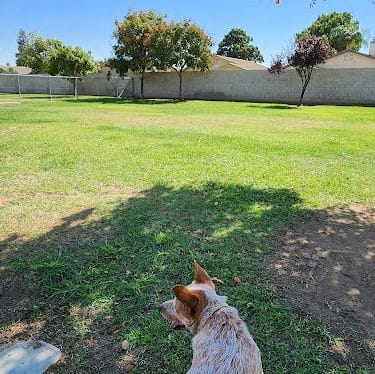 Krebs Dog Park - Bakersfield, CA