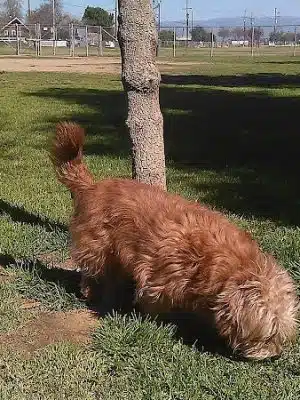 Krebs Dog Park - Bakersfield, CA