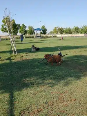 Mesa Marin Dog Park