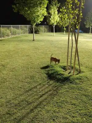 Mesa Marin Dog Park