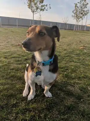 Mesa Marin Dog Park
