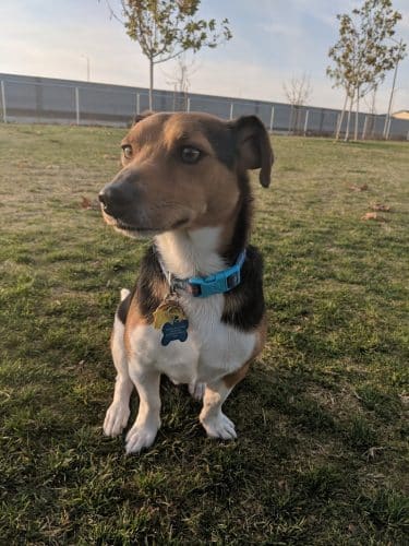 Mesa Marin Dog Park