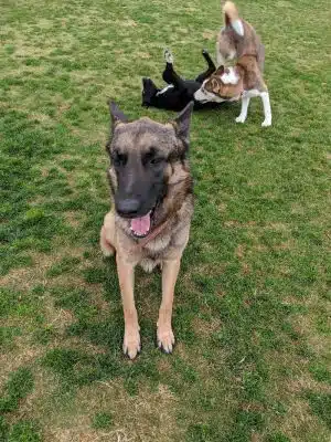 Mesa Marin Dog Park