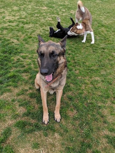 Mesa Marin Dog Park