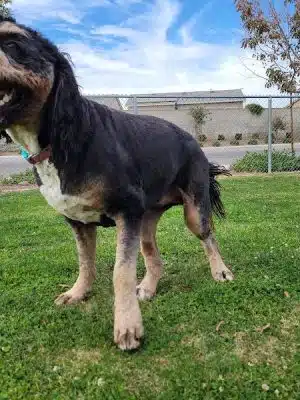Mesa Marin Dog Park