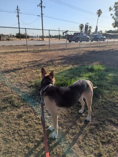 Krebs Dog Park - Bakersfield, CA