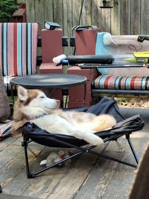 Romp and Play Dog Park