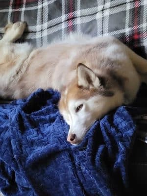 Romp and Play Dog Park
