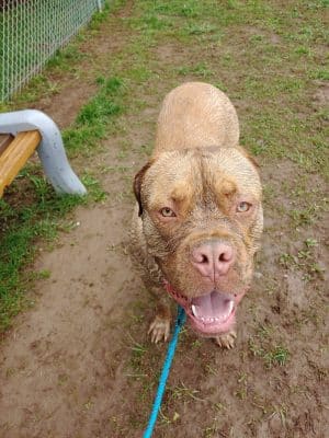 Romp and Play Dog Park