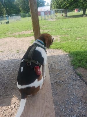 Romp and Play Dog Park