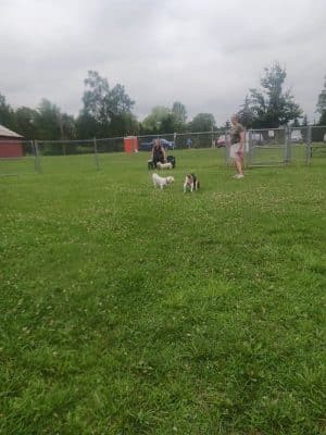 Romp and Play Dog Park