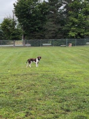 Romp and Play Dog Park