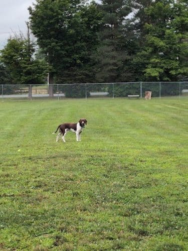 Romp and Play Dog Park