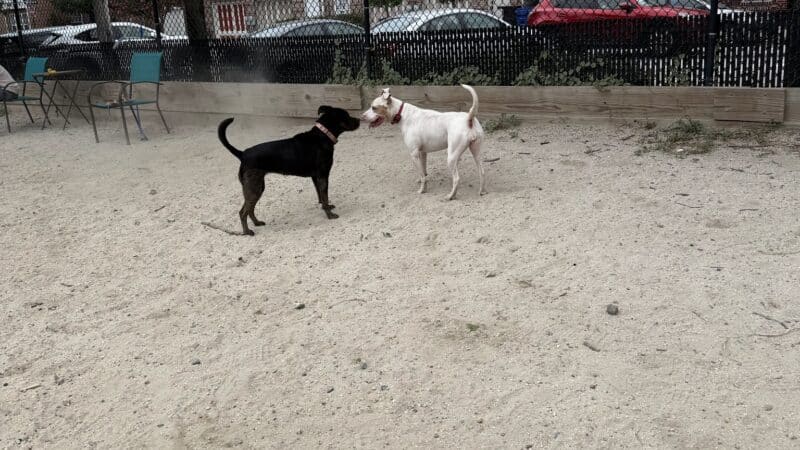 Canton Dog Park - Baltimore, MD