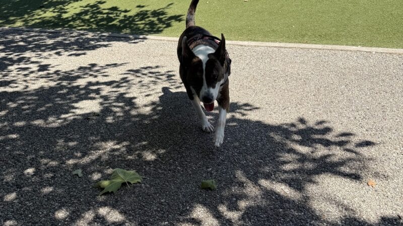 Latrobe Dog Park - Baltimore, MD