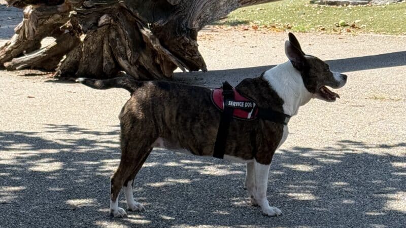 Latrobe Dog Park - Baltimore, MD