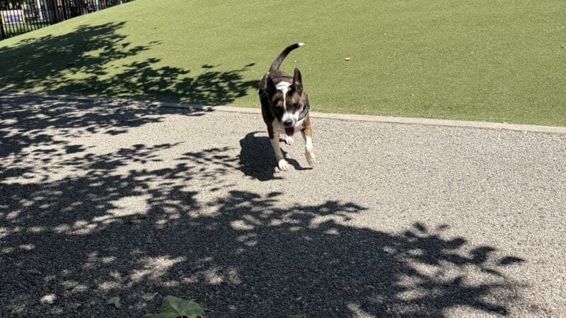 Latrobe Dog Park - Baltimore, MD